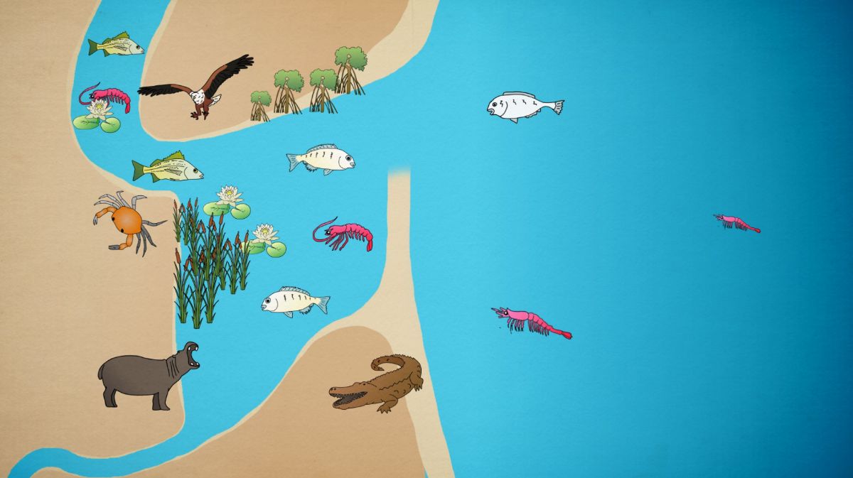 How an estuary works infographic